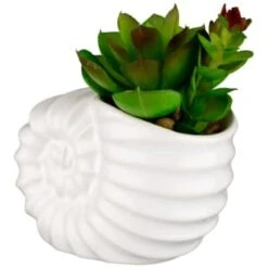 B&M Scandi Shore Small Shell Succulent 14 B&M Scandi Shore Small Shell Succulent -B&M 380110 small shell succulent 3