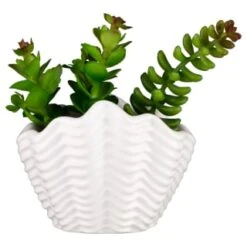 B&M Scandi Shore Small Shell Succulent 13 B&M Scandi Shore Small Shell Succulent -B&M 380110 small shell succulent 7