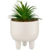 B&M Scandi Shore Succulent In White Pot -B&M 380696 succulent in white pot