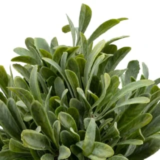 B&M Foliage In Seagrass Pot 4 B&M Foliage In Seagrass Pot - Image 2